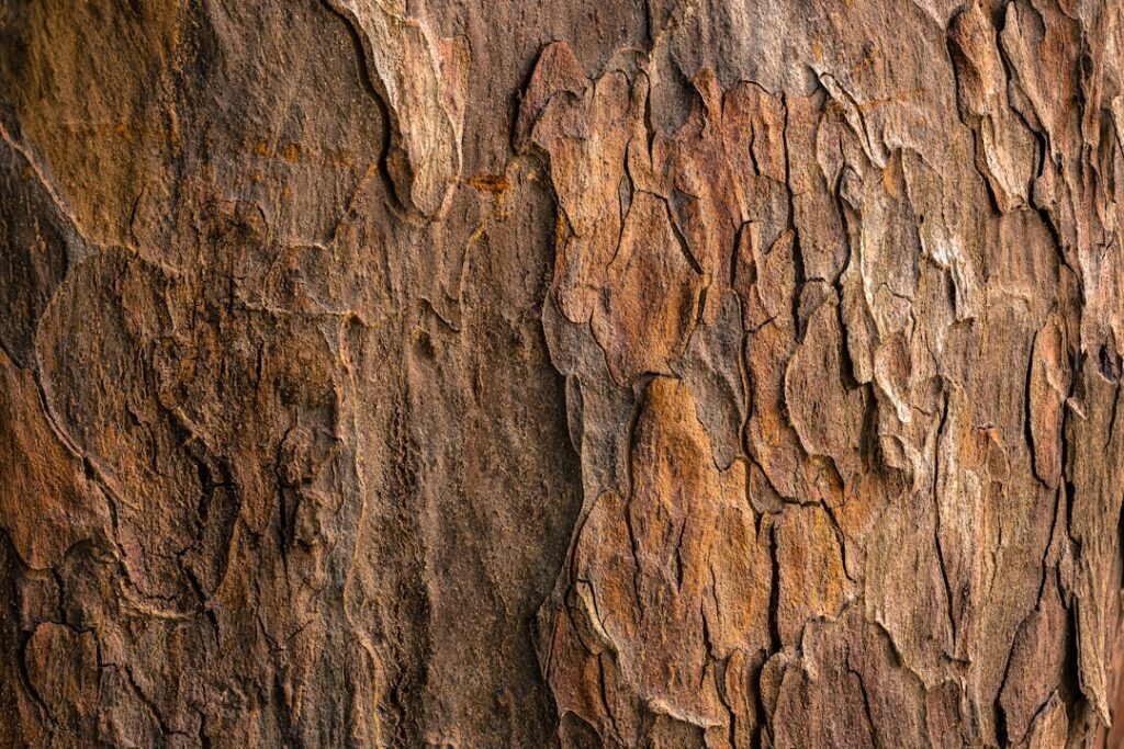 Photo Wood veneer